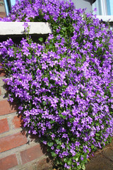 Closeup of Campanula muralis