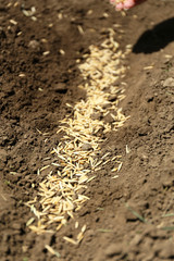 Sowing seeds into soil