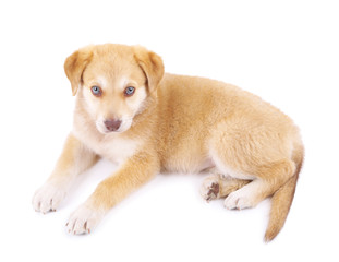 Fototapeta premium Little cute Golden Retriever puppy, isolated on white