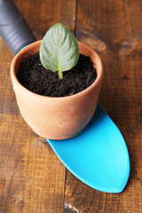 Germ at pot and scapula on wooden table close-up
