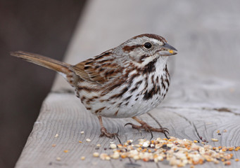 Eating Song Sparrow