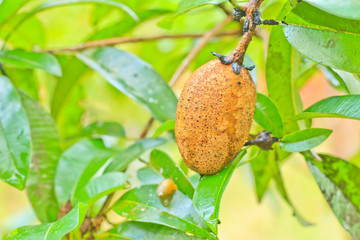  sapodilla
