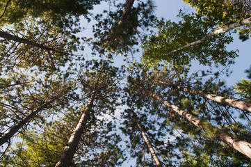 Tall Pine Trees