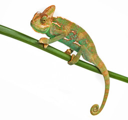 Chamaeleo calyptratus, male, isolated on a white background © Vera Kuttelvaserova