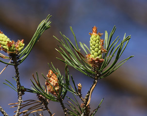 Eastern White Pine Cones