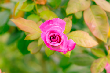 Rose  flowers  with green leaf  in a garden
