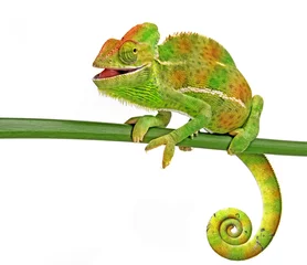 Acrylic prints Chameleon happy chameleon