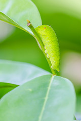 Close up of the caterpillar (Papilio dehaanii) on a leaf