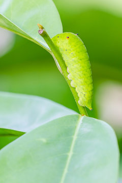 Close up of the caterpillar (Papilio dehaanii) on a leaf