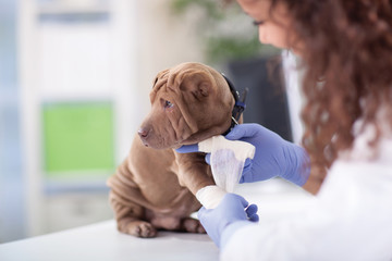 Shar Pei dog getting bandage after injury on his leg by a veteri