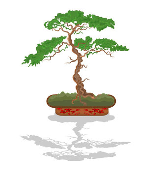 Bonsai tree vector illustration