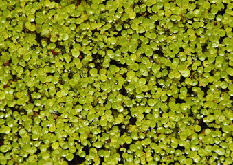 Duckweed plant with water drops on black water