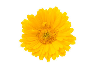 marigold isolated © ksena32