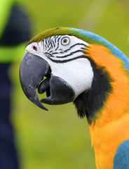 Obraz premium The macaw parrot