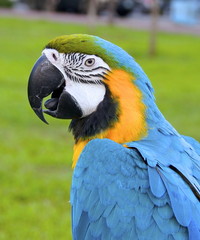 The macaw parrot