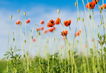 Poppy field against blue sky. Nature composition.