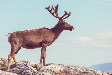Raindeer