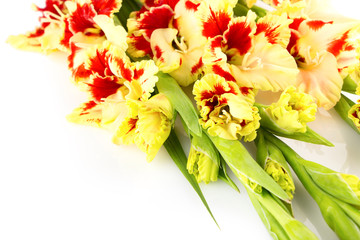 Red and yellow bright colorful gladiolus \ horizontal \ isolated