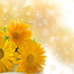 Fototapeta premium calendula