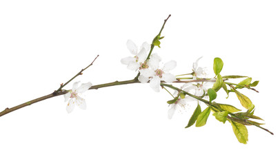 isolated blooming white spring cherry tree branch