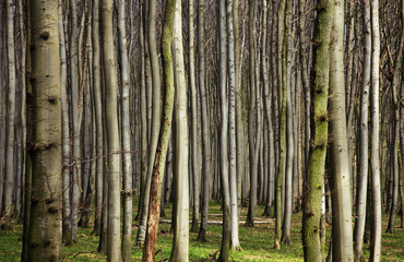 Wald