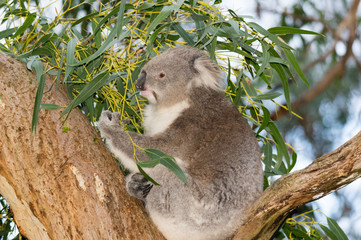Koala in tree eating leaves