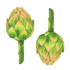 Artichoke
