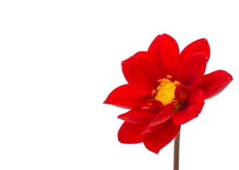 Crédence de cuisine en verre imprimé Dahlia dahlia rouge isolé