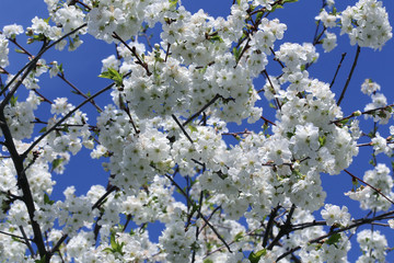 Cerisier en fleur