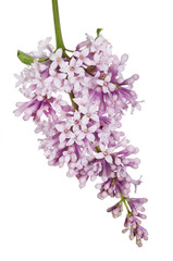 small light isolated lilac inflorescence