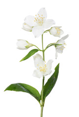 Fototapeta na wymiar isolated seven jasmine flower and buds