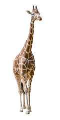 grande girafe isolée sur blanc