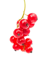 red currant isolated