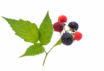 fresh berry blackberry with green leaf