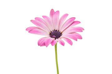 White and Pink Osteospermum Daisy or Cape Daisy Flower