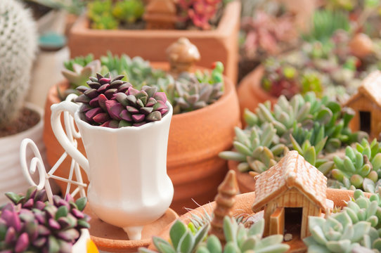 Cactus Mini Garden Decorative