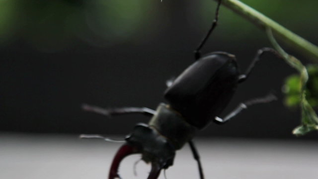 Insect stag beetle.Beetle deer in the wild.