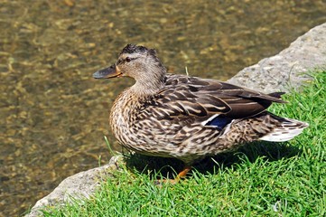 Female Mallard on riverbank © Arena Photo UK