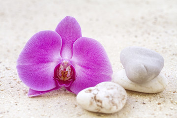 Orchid with zen stones in the sand