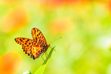 Nature spring daisy flower with butterfly