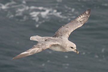 Close-up of fulmar gliding over Arctic sea