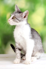 Small gray kitten on wooden table on natural background