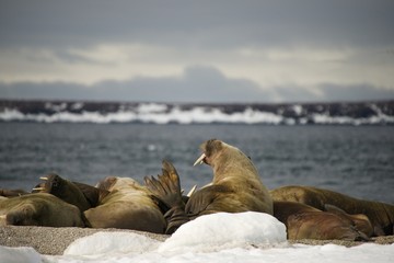 Walruses with giant tusks at Arctic haul-out