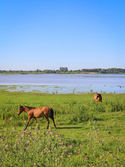 Chevaux Réserve Parc national de Doñana Donana