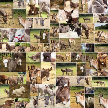 collages de photos d'anes ânes