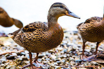 Duck