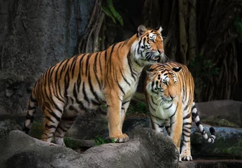 Afwasbaar Fotobehang Tijger Portret van een koninklijke Bengaalse tijger