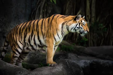 Papier Peint photo Lavable Tigre Portrait d& 39 un tigre royal du Bengale
