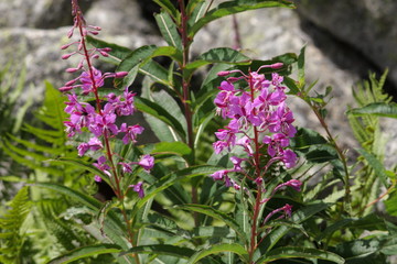 Epilobe en &eacute;pis (epilobium angustifolium)