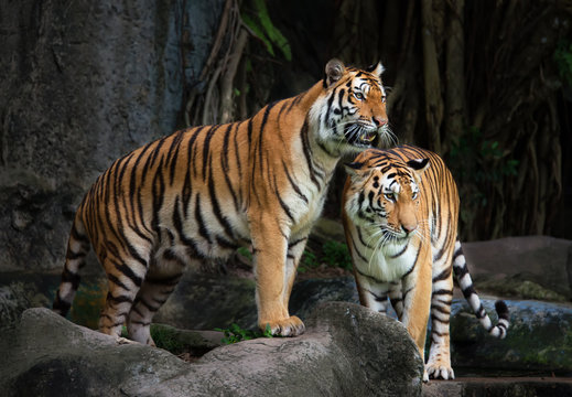 Portrait of a Royal Bengal tiger